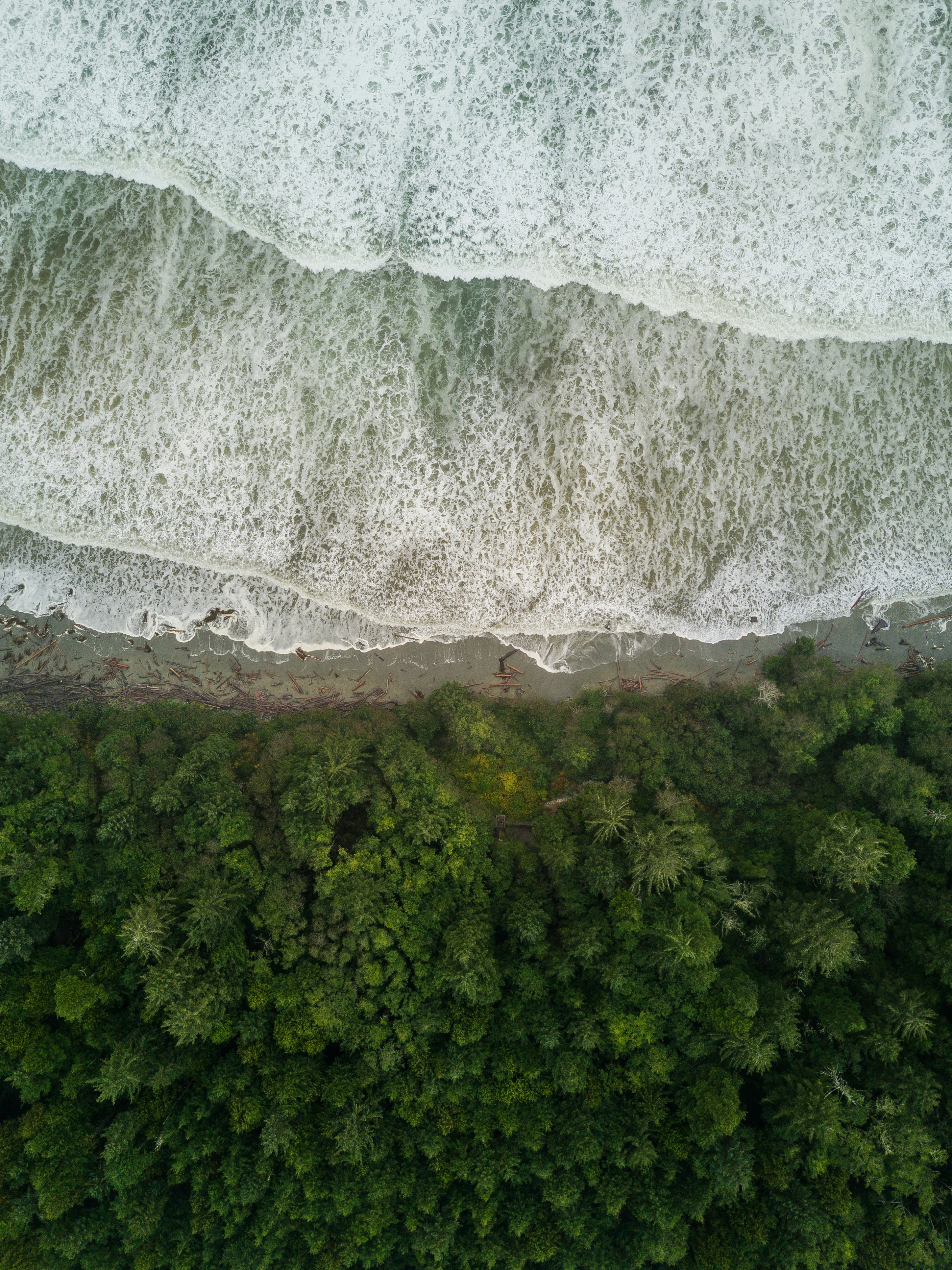 Aerial view of Pacific Rim rainforest meeting the Pacific Ocean