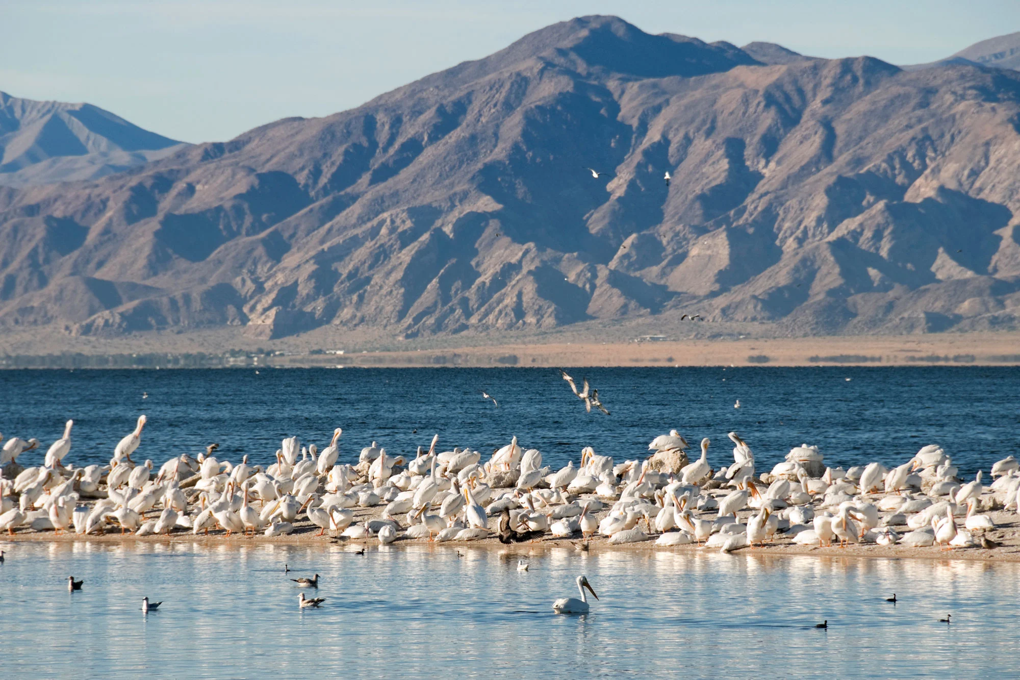 Salton Sea
